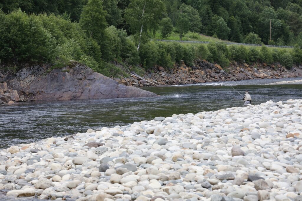 Gaula River Norway, Winsnes Lodge Norway, Atlantic salmon Norway, Salmon Fly Fishing Norway