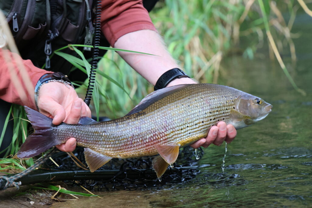 Val di Chiese, Trentino, Italy, fly fishing Italy, trout fishing Italy, Aardvark McLeod