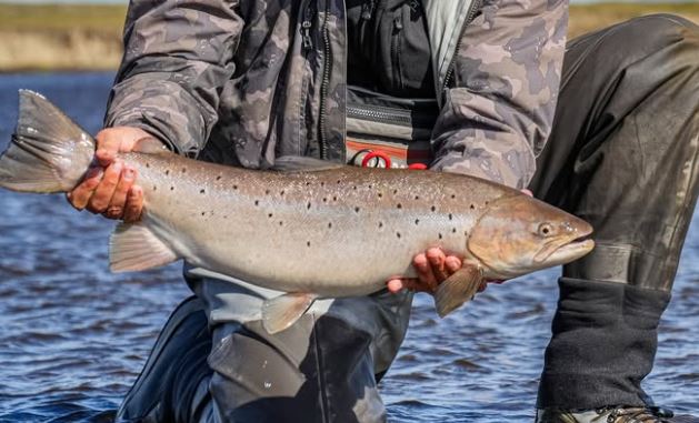 Howen Lodge, Rio Grande, Sea Trout, Aardvark McLeod