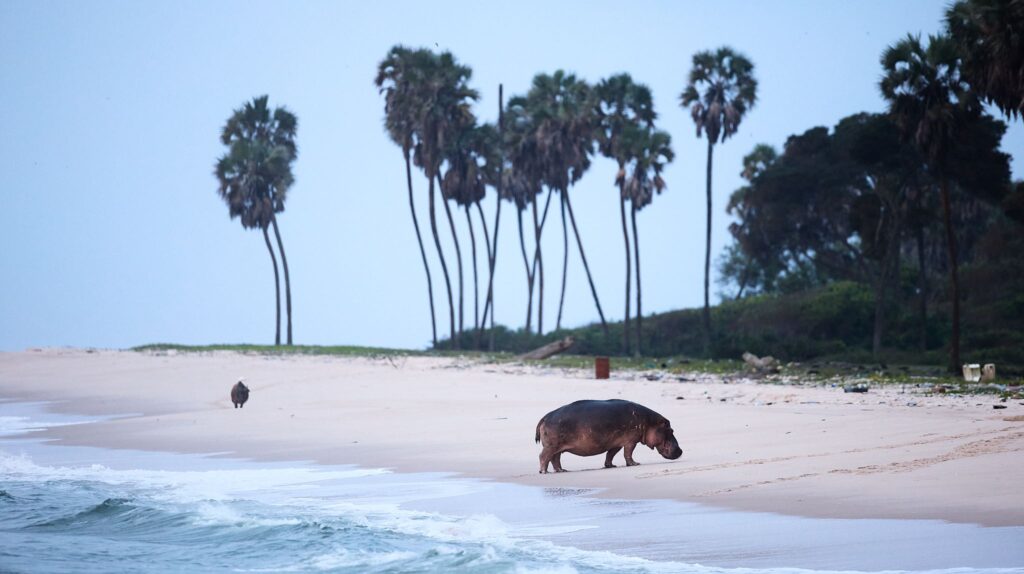 Gabon, Sette Cama a week in the wilderness, Aardvark McLeod 