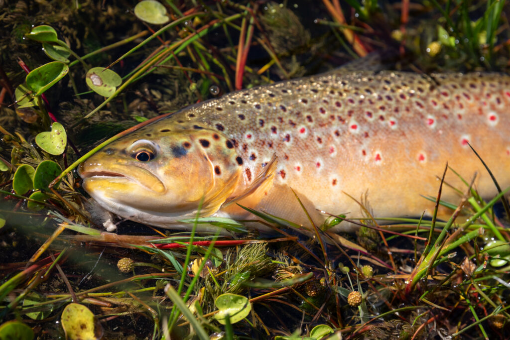 Bella Sofia, Rio Gallegos