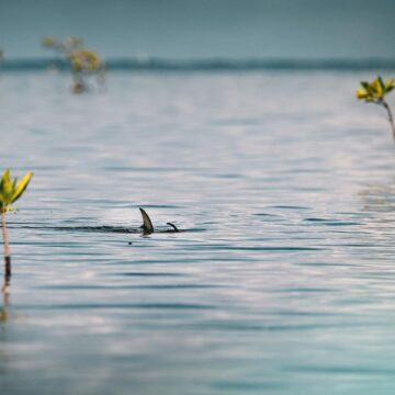 Guanaja, Honduras, Aardvark McLeod
