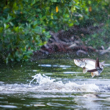 Tarpon Cay Lodge, Mexico