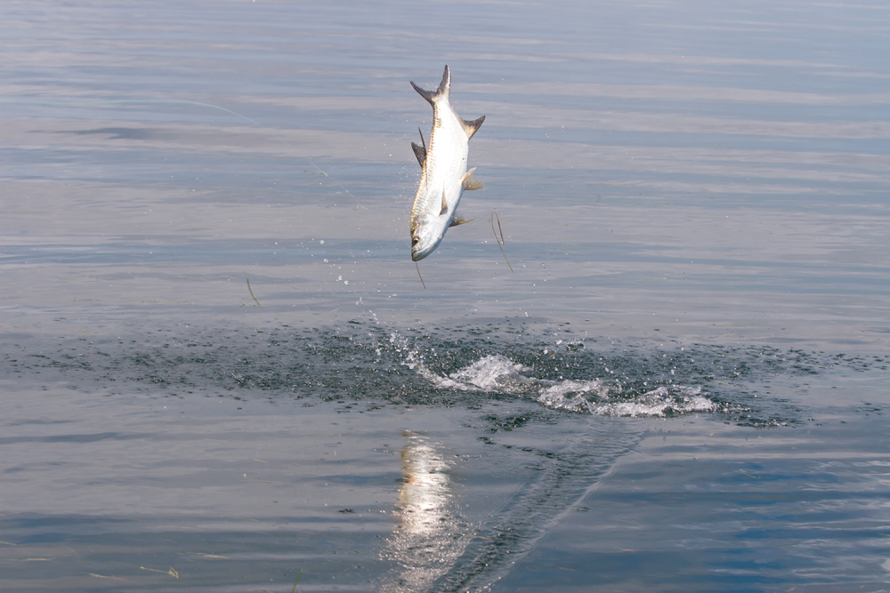 Isla del Sabalo, Yucatan Peninsula,  Mexico, Tarpon, Aardvark McLeod