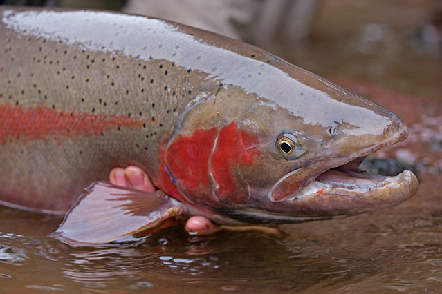 Nicholas Dean, Steelhead, Aardvark McLeod
