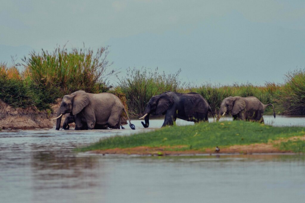 Shangaa Tigerfish, Tanzania, Aardvark McLeod
