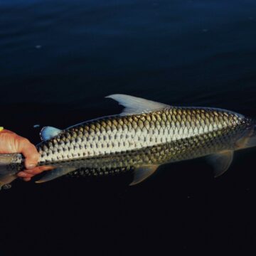 Shangaa Tigerfish, Tanzania, Aardvark McLeod