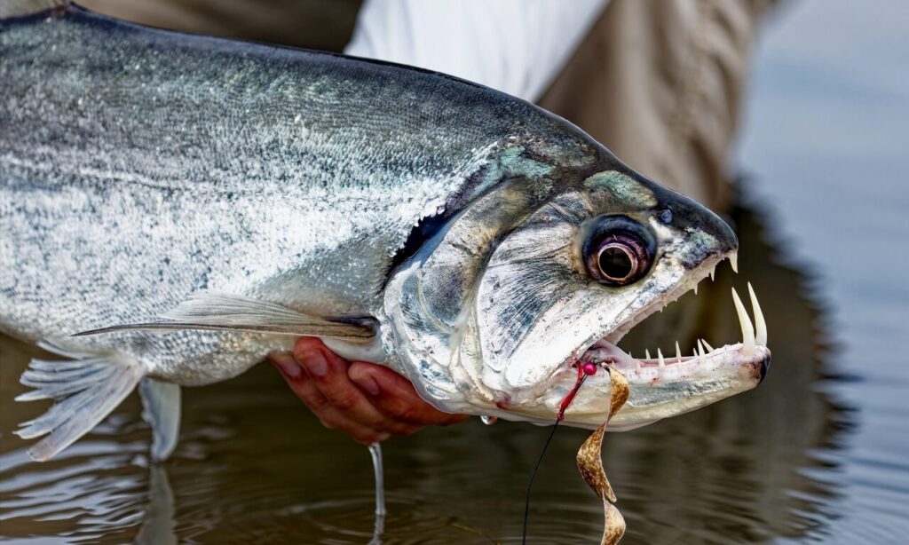 Last spots to fish the Amazon in 2026, Xingu, Aardvark McLeod 