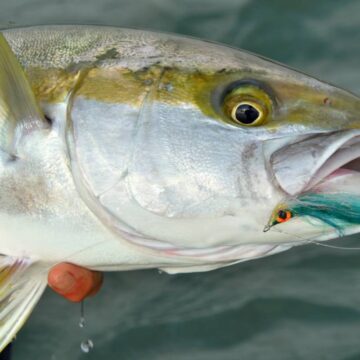 Yellow Tail Kingfish, New Zealand, Aardvark McLeod