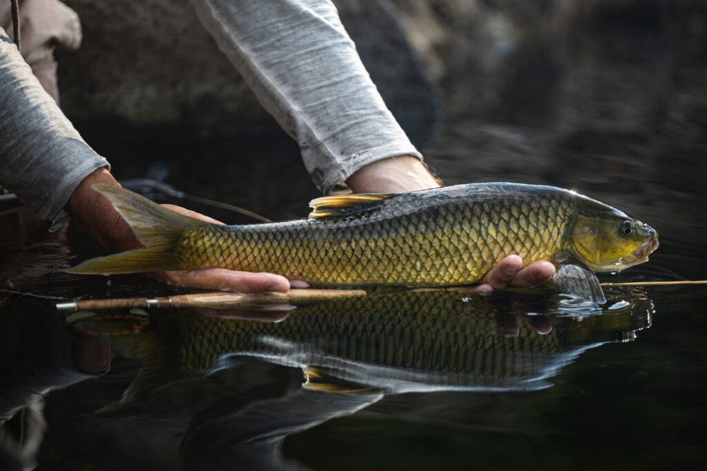 Lesotho, Makhangoa Community Camp, Yellowfish, Aardvark McLeod