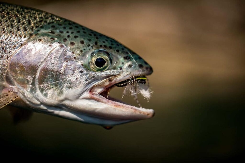 Fun for all at Futa Lodge, Chile, fly fishing, Aardvark McLeod