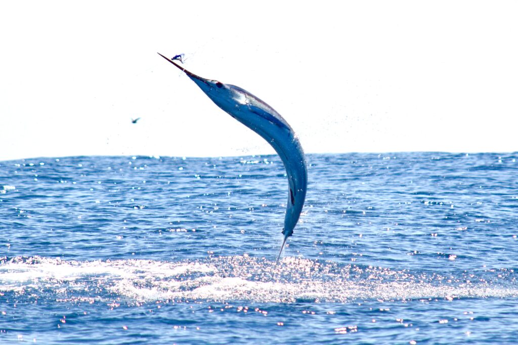 Fly fishing the Galapagos, Aardvark McLeod, marlin, billfish 