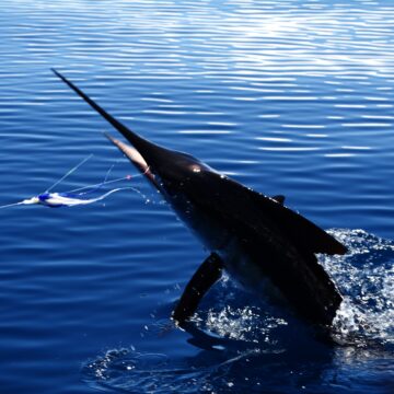 Fly fishing the Galapagos, Aardvark McLeod, marlin, billfish