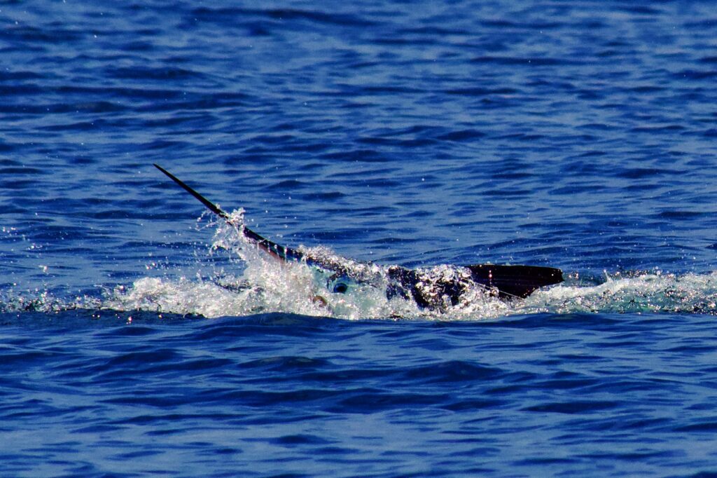Fly fishing the Galapagos, Aardvark McLeod, marlin, billfish 