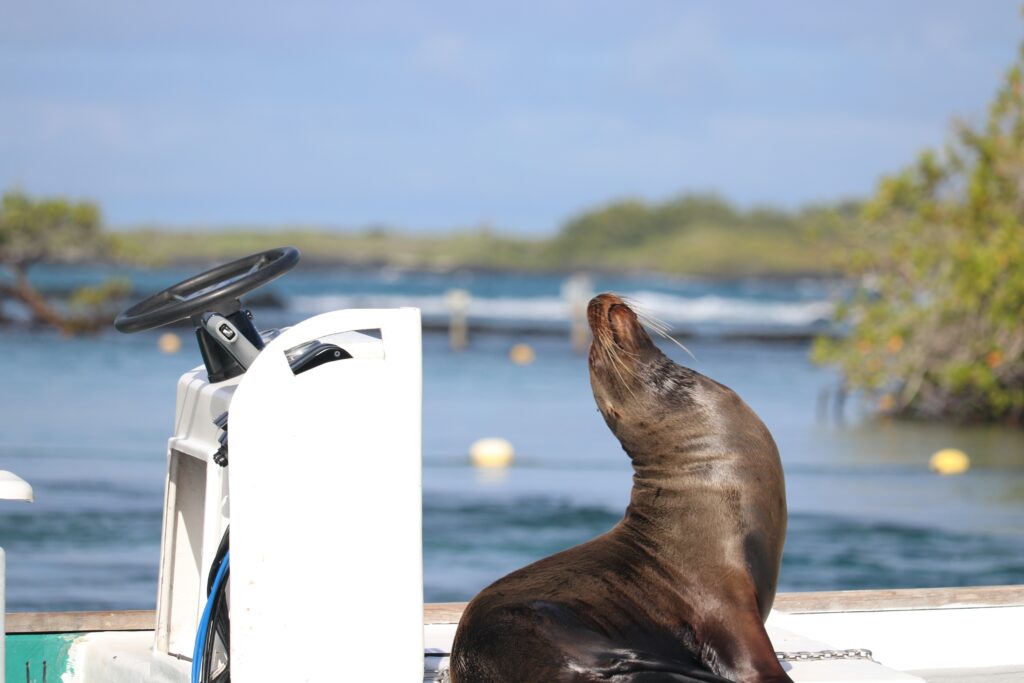 Fly fishing the Galapagos, Aardvark McLeod, marlin, billfish 