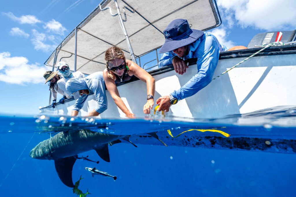 Alphonse Island Shark Project, Seychelles, Aardvark McLeod