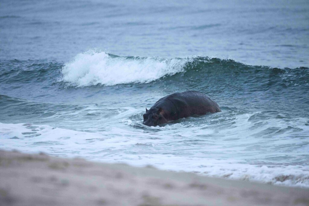 Sette Cama, surfing hippo, Gabon, Aardvark McLeod