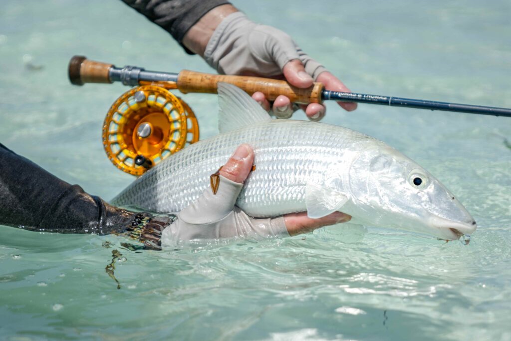 Seychelles, Alphonse Island, bonefish, Aardvark McLeod