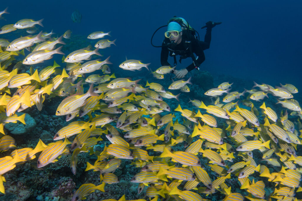 Seychelles, Alphonse Island, July island sightings and marine highlights, scuba diving