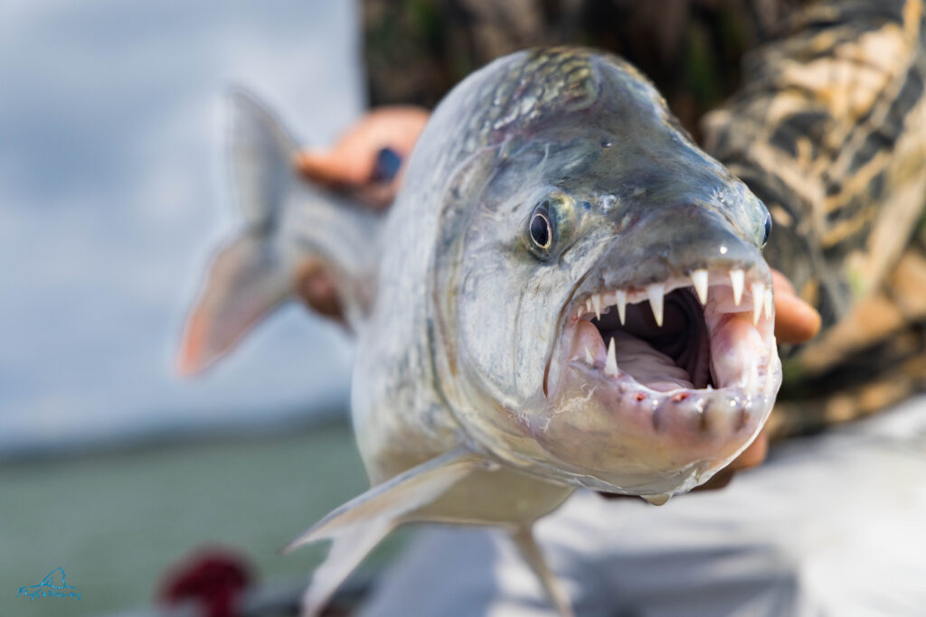 Lake Nyerere, Tanzania, Tigerfishing, Aardvark McLeod