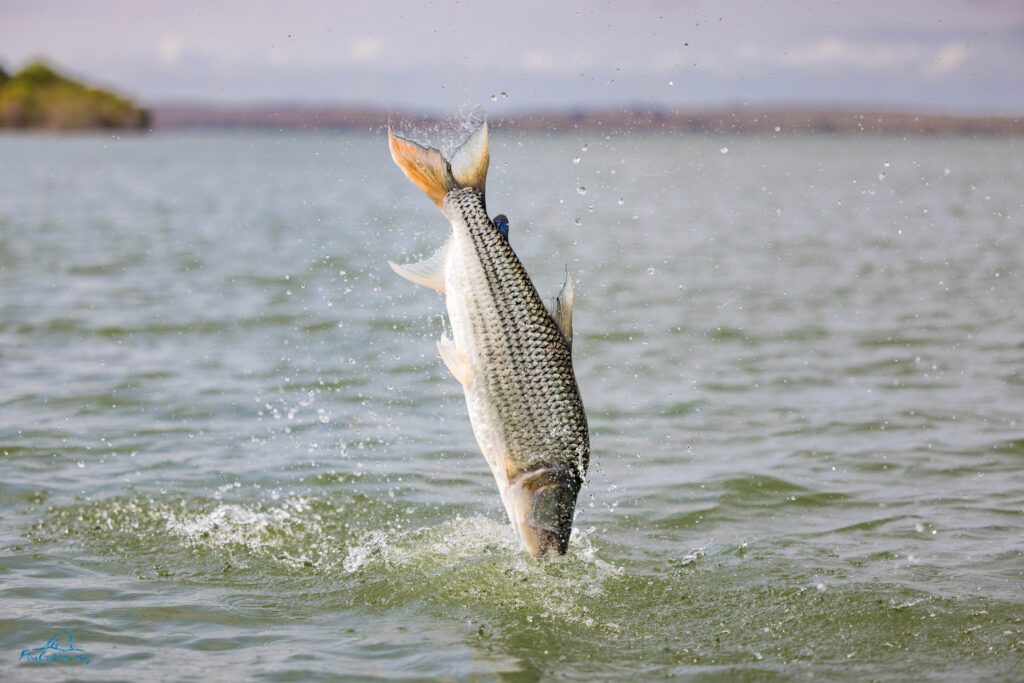 Lake Nyerere, Tanzania, Tigerfishing, Aardvark McLeod