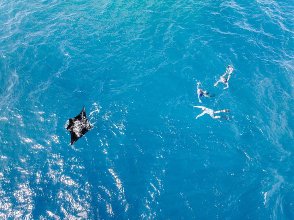 Seychelles; Alphonse August's island sightings and marine highlights, Aardvark McLeod