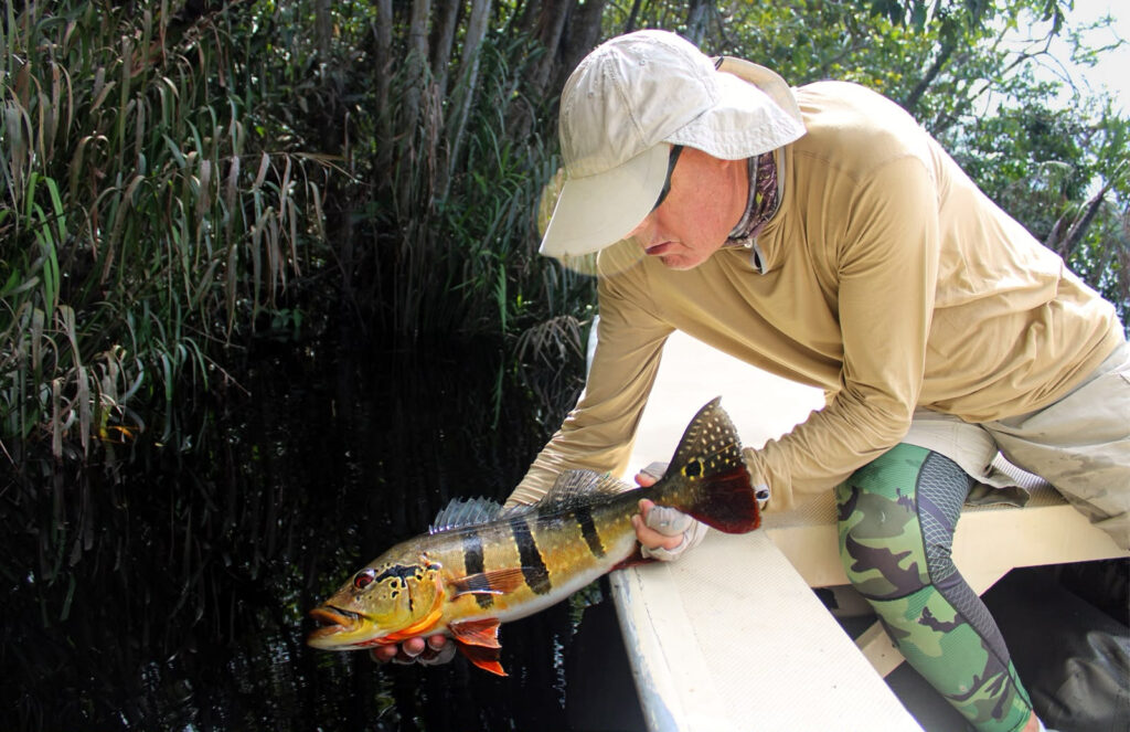 Brazil, peacock bass, Rio Marie, 2026/27 fishing reports, Aardvark McLeod