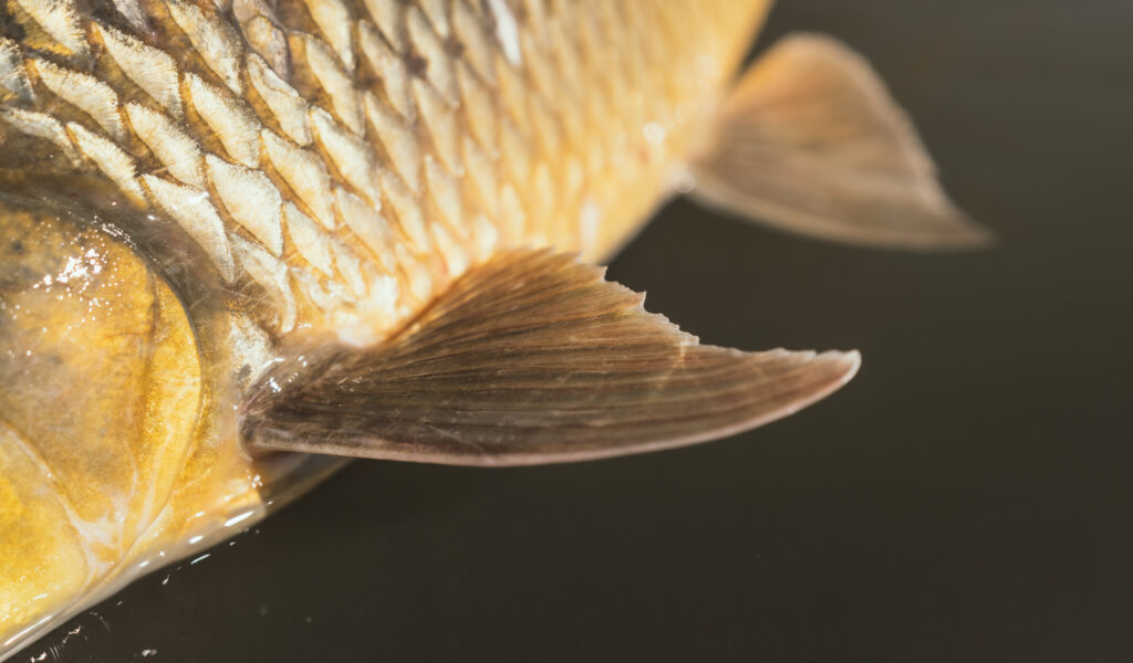 South Africa, Orange River, fly fishing for yellow mouth, Aardvark McLeod 