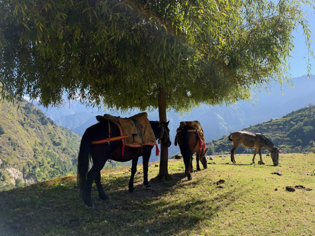 Thirteen mules and a Himalayan adventure, Indian trekking, Aardvark McLeod